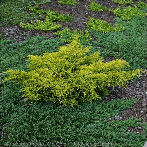 Óarany terülő boróka - Juniperus media 'Old Gold'
