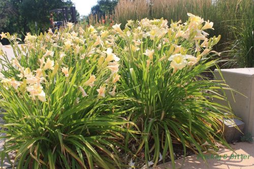 Sásliliom - Hemerocallis 'Gentle Shepherd'