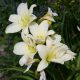 Sásliliom - Hemerocallis 'Gentle Shepherd'