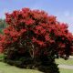 Kínai selyemmirtusz - Lagerstroemia indica ‘Red Hot’