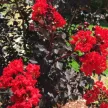 Kínai selyemmirtusz - Lagerstroemia indica ‘Red Hot’