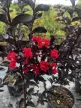 Kínai selyemmirtusz - Lagerstroemia indica ‘Red Hot’