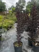 Kínai selyemmirtusz - Lagerstroemia indica ‘Red Hot’