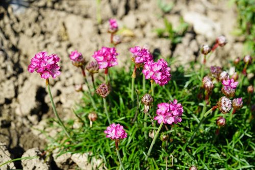 Pázsitszegfű - Armeria maritima 'Armada Rose'