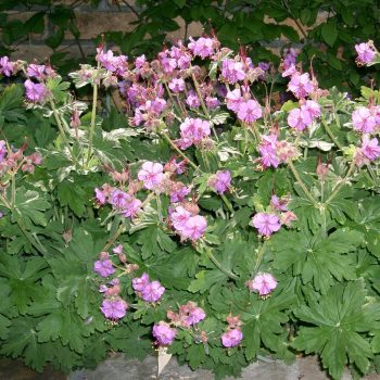 Illatos gólyaorr - Geranium macrorrhizum 