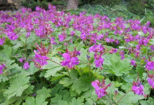 Illatos gólyaorr - Geranium macrorrhizum 