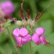 Illatos gólyaorr - Geranium macrorrhizum 