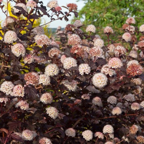 Bangitalevelű hólyagvesszű - Physocarpus opulifolius 'Lady In Red'