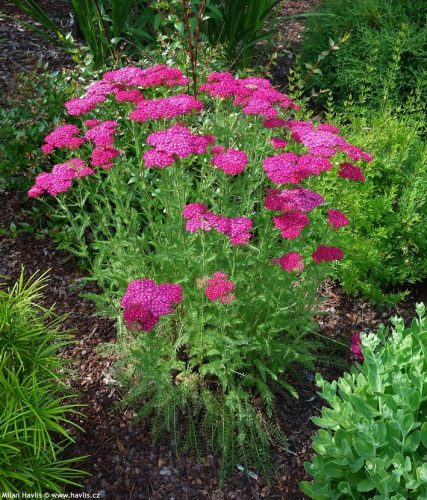 Cickafark - Achillea millefolium 'Saucy Seduction'