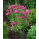 Cickafark - Achillea millefolium 'Saucy Seduction'