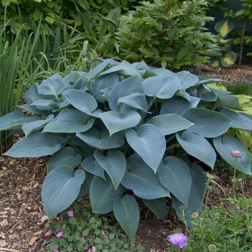 Árnyékliliom - Hosta 'Halcyon'