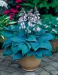 Árnyékliliom - Hosta 'Halcyon'