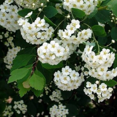 Közönséges gyöngyvessző - Spiraea x vanhouttei