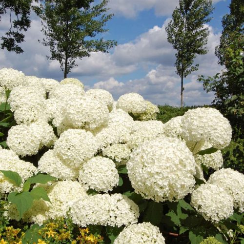 Cserjés hortenzia - Hydrangea arborescens  'Strong Annabelle'® K2