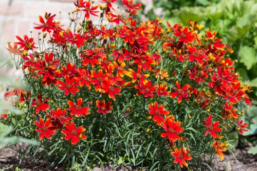 Keskenylevelű menyecskeszem - Coreopsis verticillata 'Ladybird'