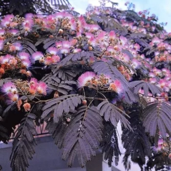   Bordó levelű selyemakác - Albizia julibrissin 'Summer Chocolate'