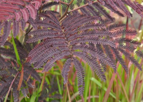 Bordó levelű selyemakác - Albizia julibrissin 'Summer Chocolate'