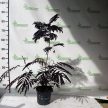 Bordó levelű selyemakác - Albizia julibrissin 'Summer Chocolate'