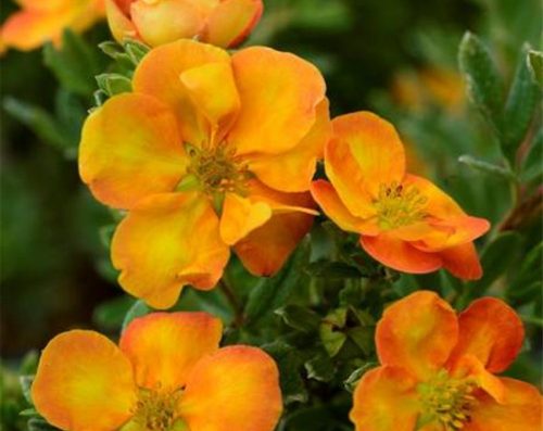 Cserjés pimpó - Potentilla fruticosa 'Solar'issima'®