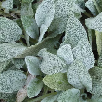 Nyuszifül - Stachys byzantina