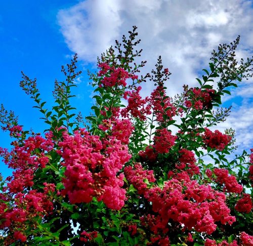 Kínai selyemmirtusz - Lagerstroemia indica 'Rubra Magnifica'