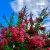 Kínai selyemmirtusz - Lagerstroemia indica 'Rubra Magnifica'