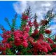 Kínai selyemmirtusz - Lagerstroemia indica 'Rubra Magnifica'