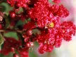 Kínai selyemmirtusz - Lagerstroemia indica 'Rubra Magnifica'