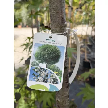   Prunus × eminens 'Umbraculifera'- gömb csepleszmeggy K25/35 3xi 10/12 T200/220