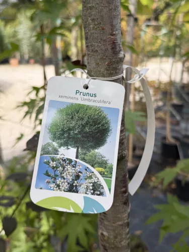 Prunus × eminens 'Umbraculifera'- gömb csepleszmeggy K25/35 3xi 10/12 T200/220