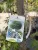 Prunus × eminens 'Umbraculifera'- gömb csepleszmeggy K25/35 3xi 10/12 T200/220