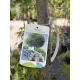 Prunus × eminens 'Umbraculifera'- gömb csepleszmeggy K25/35 3xi 10/12 T200/220