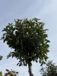 Prunus × eminens 'Umbraculifera'- gömb csepleszmeggy K25/35 3xi 10/12 T200/220