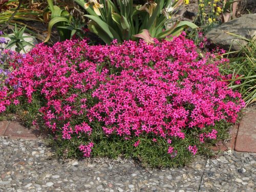 Árlevelű lángvirág - Phlox subulata 'Scarlet Flame' 