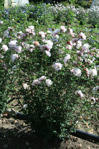 Mályvacserje - Hibiscus syriacus 'French Cabaret Pastel'