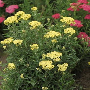 Cickafark - Achillea millefolium 'Sunny Seduction'