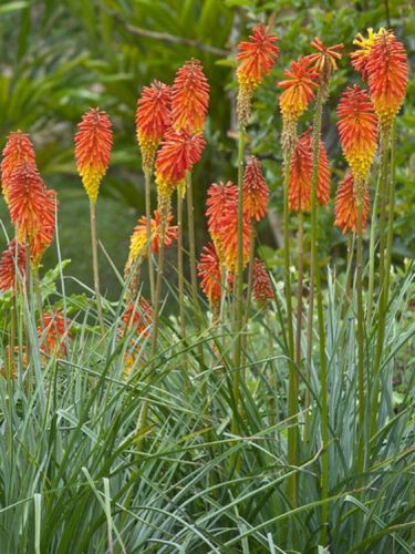 Fürtös fáklyaliliom - Kniphofia uvaria 'Flamenco'