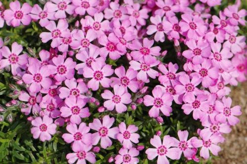 Árlevelű lángvirág - Phlox subulata 'Zwergenteppich'