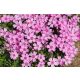 Árlevelű lángvirág - Phlox subulata 'Zwergenteppich'