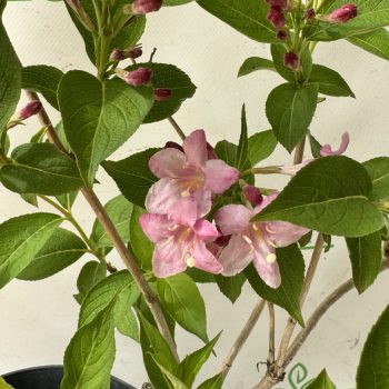 Rózsalonc - Weigela florida 'Pink Princess'