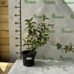 Rózsalonc - Weigela florida 'Pink Princess'