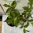 Rózsalonc - Weigela florida 'Pink Princess'