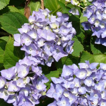 Kerti hortenzia - Hydrangea macrophylla 'Lavblaa'
