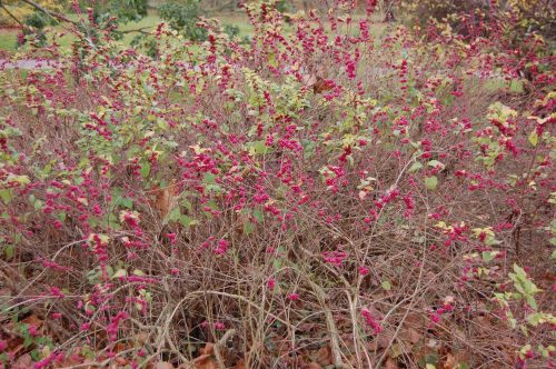 Piros hóbogyó - Symphoricarpos orbiculatus