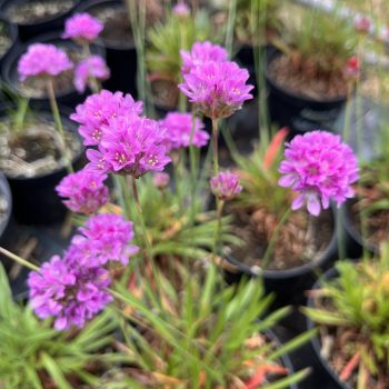   Széleslevelű pázsitszegfű - Armeria pseudarmeria ‘Ballerina Lilac’