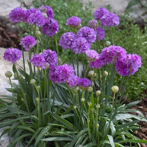 Széleslevelű pázsitszegfű - Armeria pseudarmeria ‘Ballerina Lilac’