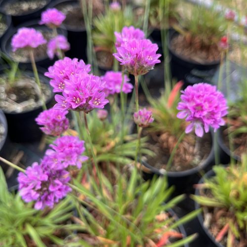 Széleslevelű pázsitszegfű - Armeria pseudarmeria ‘Ballerina Lilac’