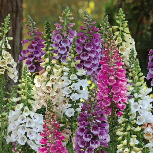 Gyűszűvirág - Digitalis purpurea 'Dalmatian F1 Mix'