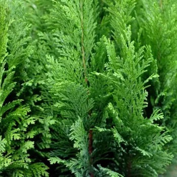   Oregoni hamisciprus - Chamaecyparis lawsoniana 'Ellwood's Empire'