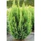 Oregoni hamisciprus - Chamaecyparis lawsoniana 'Ellwood's Empire'